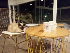 -有猫主题·治愈系猫咖(曾厝垵店)