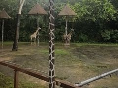 -深圳野生动物园