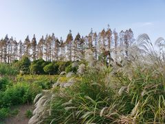 -上海长兴岛郊野公园
