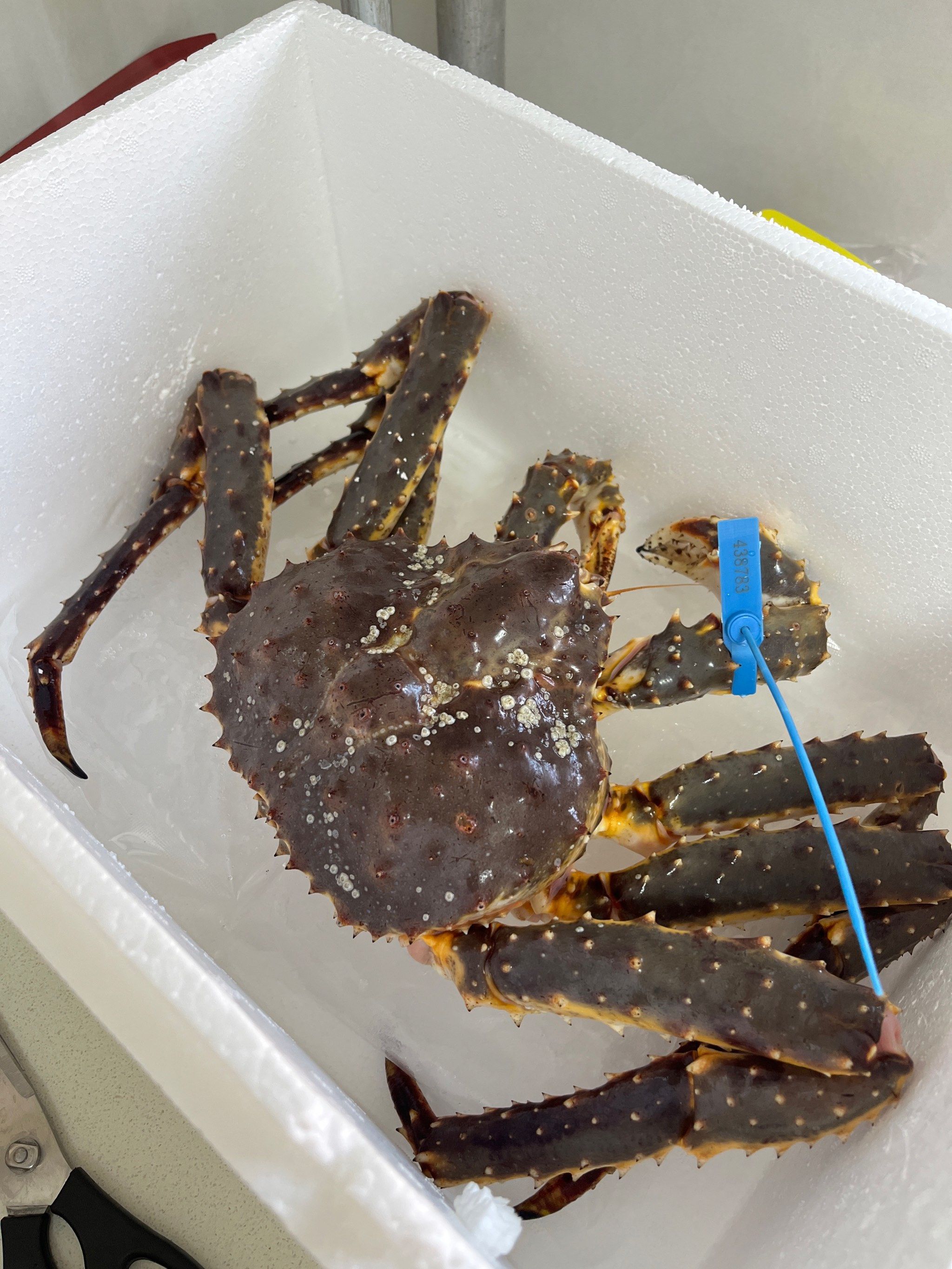 帝王蟹可以做多少种做法 ⁉️