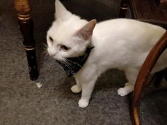 -猫色咖啡·猫咖