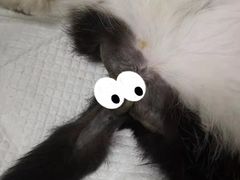 -关爱动物医院·心脏·中兽医·异宠(金牛路分院)