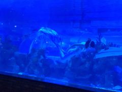 -成都浩海立方海洋公园