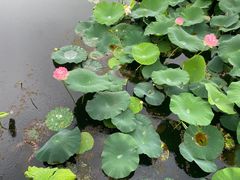 -荷塘月色湿地公园·向阳花洲