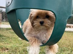 -爪吧宠物乐园 (温榆河示范区店)