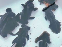 -哈尔滨道外花鸟鱼市场