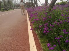 -白鹭湾湿地公园