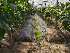 -马陆小张葡萄园农家乐