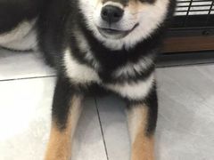 -柴犬小屋·柴餐厅·狗咖食堂(金鼎广场店)