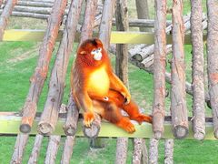 -西霞口神雕山野生动物世界