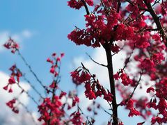 -上海辰山植物园