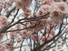 -无锡梅园公园