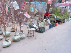 -哈尔滨道外花鸟鱼市场