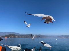 -丽江泸沽湖景区