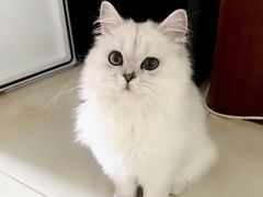 -猫大福·Fortune Cat猫舍(百子湾店)