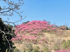-新建村梅花