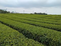 -雪绿茶博物馆