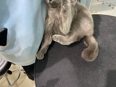 -老吴的猫·猫舍(新区店)