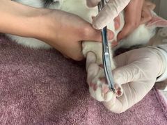 -艾贝尔宠物诊疗