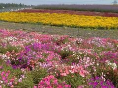 -紫颐香薰山谷景区