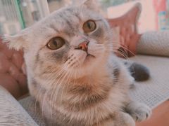 -猫咪派对(江南西店)
