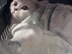 -瑞派长江宠物医院·猫科·外科·24小时夜护(谊城公寓分院)