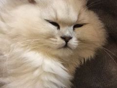 -喵zoo家庭繁育猫舍(尖东智能花园店)
