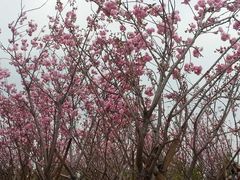 -天适樱花悠乐园