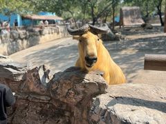 -北京野生动物园