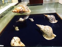 -青岛贝壳博物馆