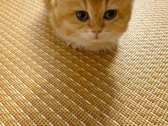 -达爱动物医院·犬猫分区·CT·复杂眼科(远洋山水分院)