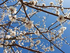 -桃花堤公园