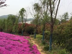 -石塘人家