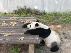 -石家庄市动物园