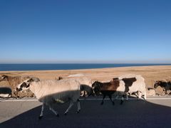 -青海湖国家重点风景名胜区