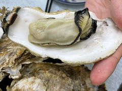 桑拿蠔-天宝食坊·啫啫煲大排档(西华路店)