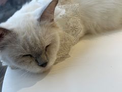 -怪兽屋·羊驼·猫咖·狗咖(俊华广场店)