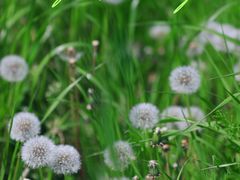 -贡湖湾湿地公园