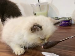 -楼上猫咖(罗湖店)