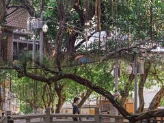-小洲村