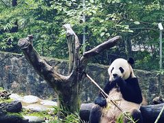 -都江堰中华大熊猫苑