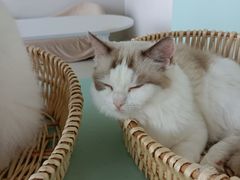 -怪兽屋·羊驼·猫咖·狗咖(俊华广场店)