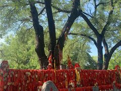 -大槐树寻根祭祖园