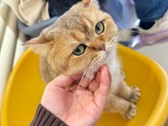 -平行世界·猫咖(首经贸店)