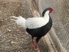 -青藏高原野生动物园
