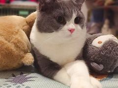 -喵zoo家庭繁育猫舍(尖东智能花园店)