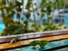 -柴犬高等学院·狗咖·柴犬售卖·宠物训练