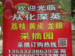 -从化深英荔枝黄皮龙眼采摘园