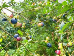 -金谷域澳洲庄园