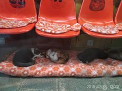 -猫咪博物馆(顶澳仔猫街店)